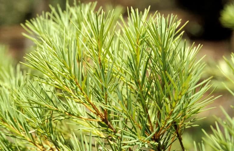 5 Manfaat Masker Tea Tree untuk Kecantikan Wajah