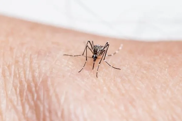 Nyamuk Malaria