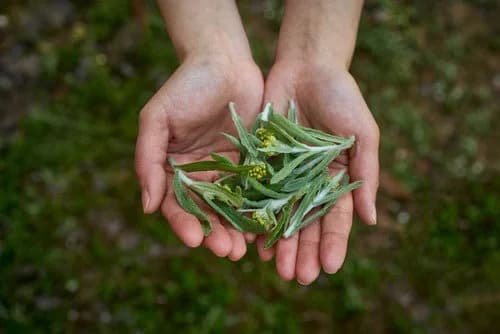 manfaat mugwort untuk kulit