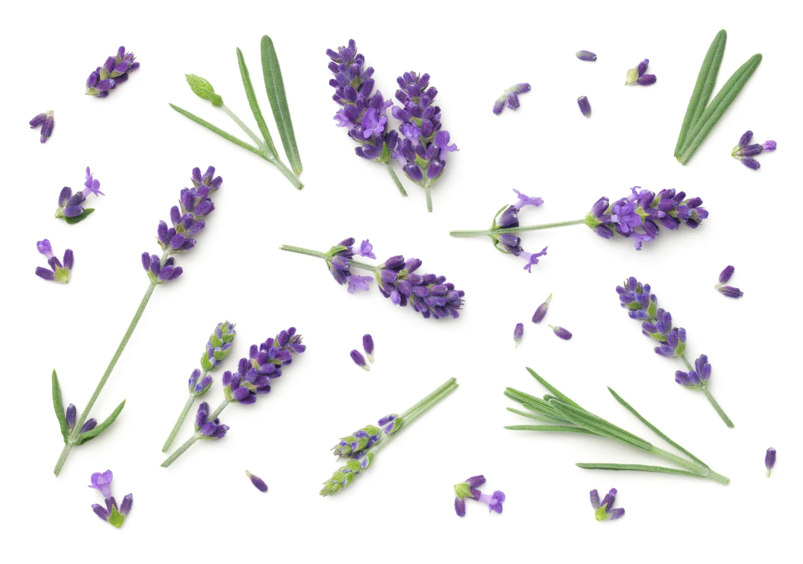 Bunga lavender