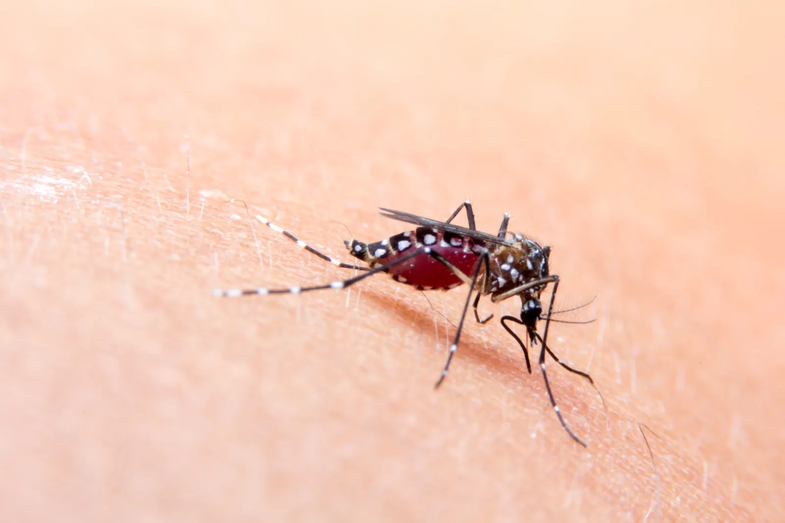 A mosquito landing on skin