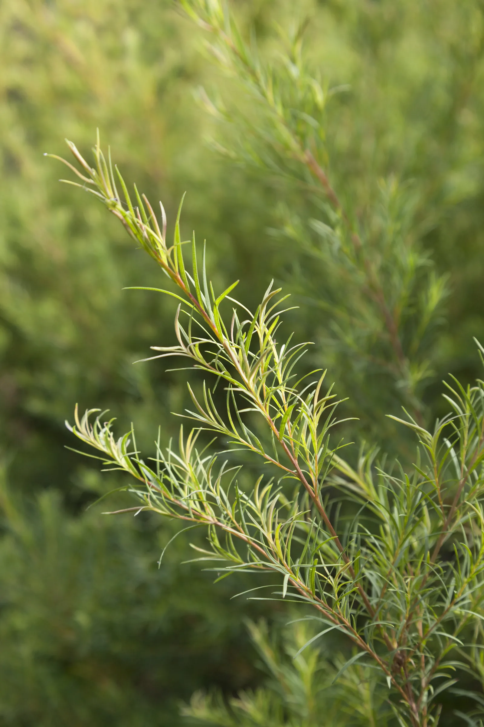 Small-leaved herbal plant