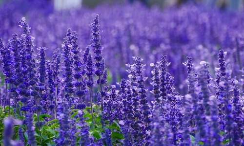 manfaat minyak essential oil lavender