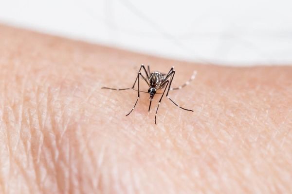 Features and Symptoms of Dengue Fever (DHF) in Babies